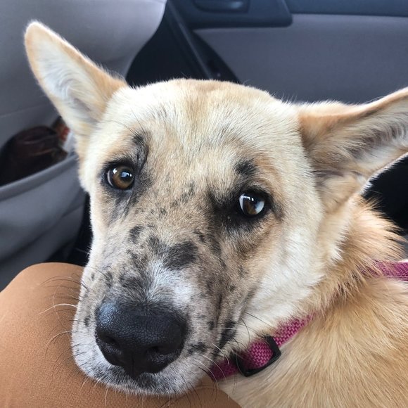 Meet your Posher, Lauren - Picture 3 of 3